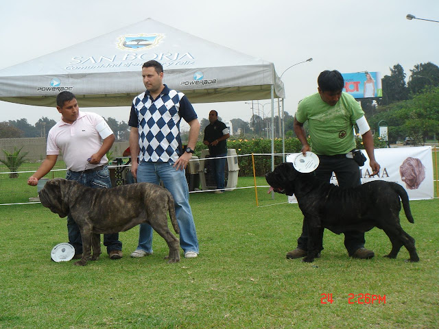 Algunas fotos del 5to match (Clase Cachorros) DSC01012