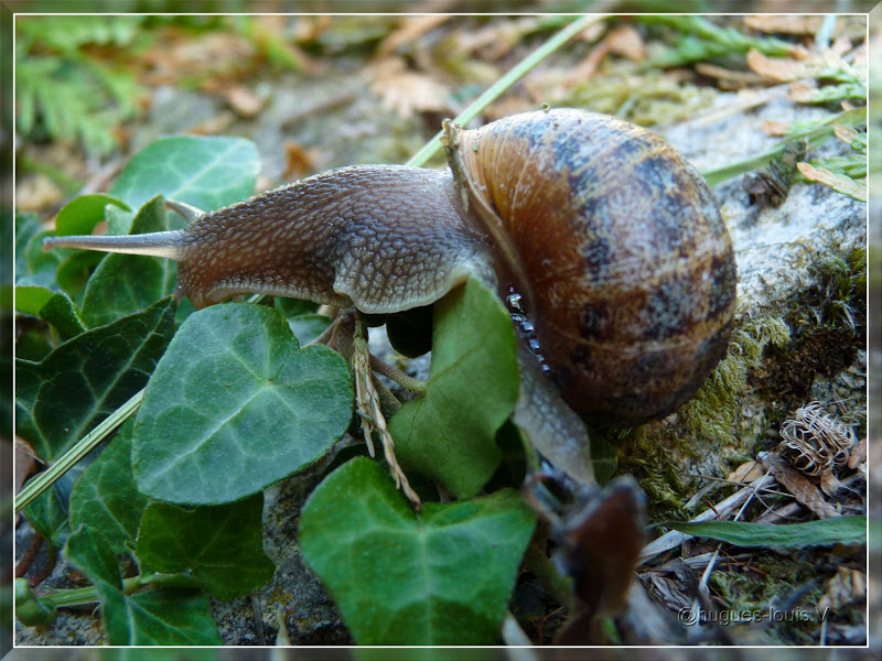 Ma toute première cueillette d’escargots … P1070457_hf