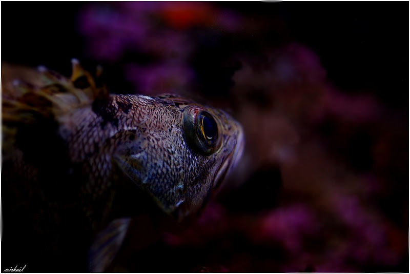 monsieur poisson Poisson%201