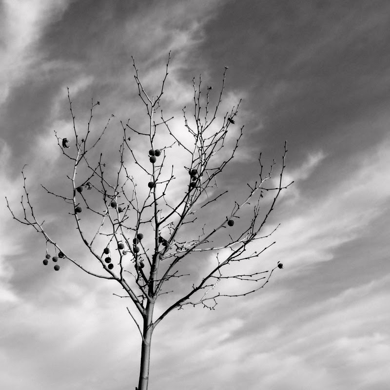 petite  serie noir et blanc Arbre