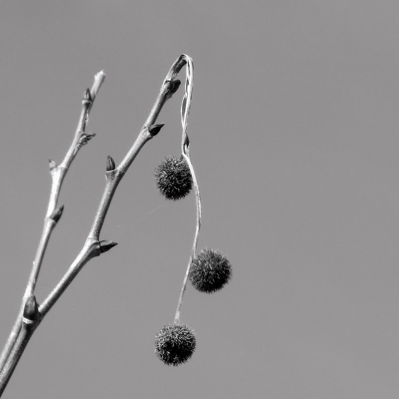 petite  serie noir et blanc Boules