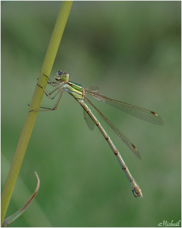 agrion en habit de lumiere Agri2