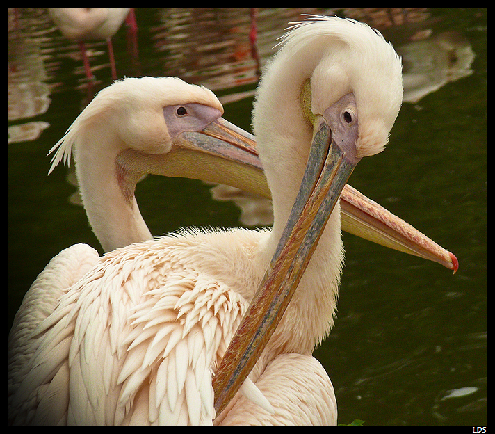 pélicans 20100509_Pelican_P1200046_1