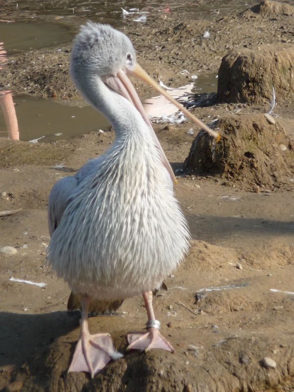 Quelques animaux du Parc de la Tête d'Or... 2009_02_28_Pelican_P1020812