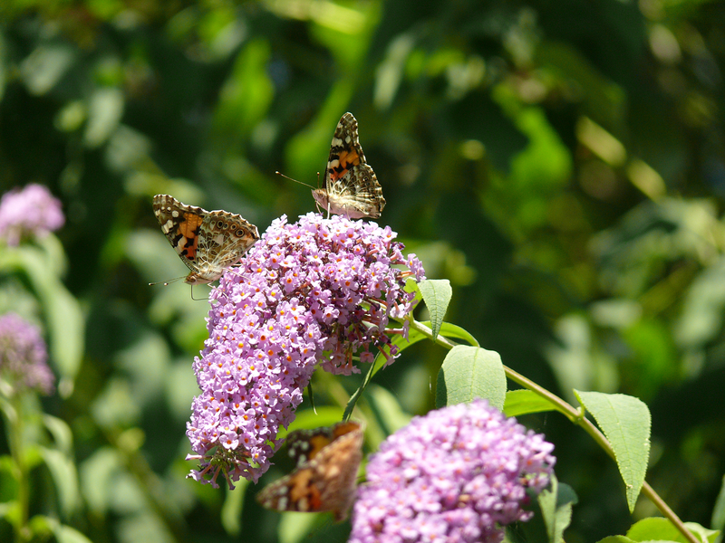 Dame Blanche 8/8 - Papillons... 20090805_08_Papillons_P1120635_Fz