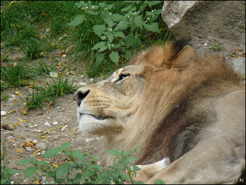 L'éveil du Lion 20090927_07_lion_TCon17_P1140586