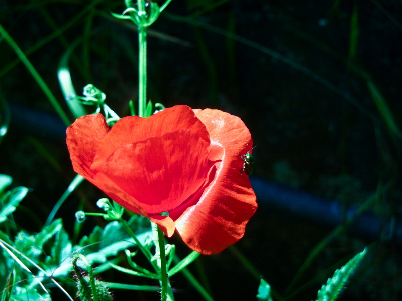 par N... 20100605_02_coquelicot_P1090786