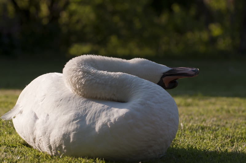 se dorer le cou... 20100622_02_Cygne_DSC_0289