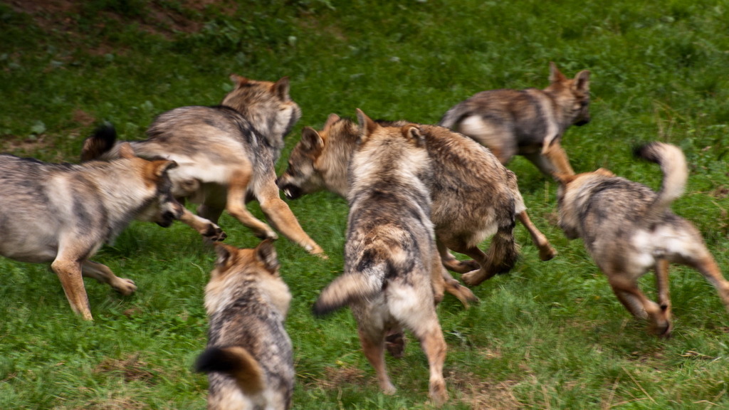 Loups... 20100829_05_Loups_DSC2449