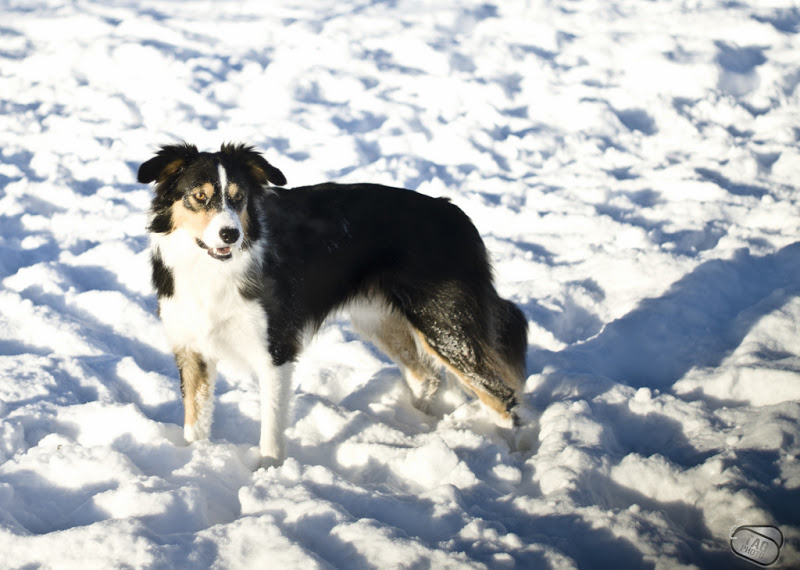 Border Collie _SDA0579