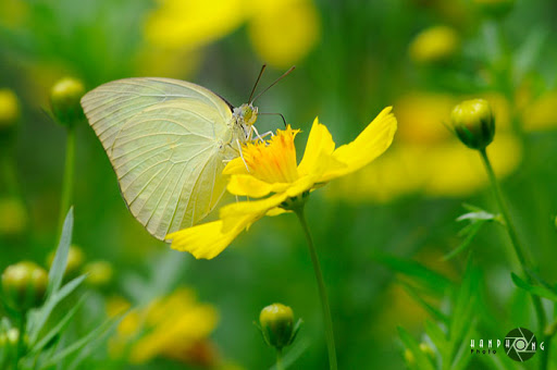 Close up - linh tinh _DSC1665a