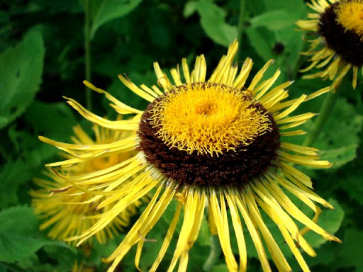 Inula magnifica 2350_Inula%20magnifica7-2009