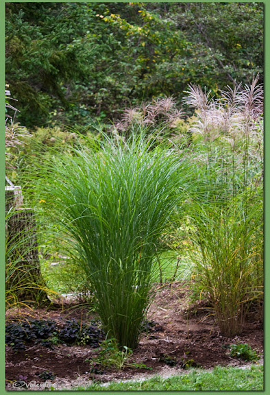 Se pourrait-il que ce soit Miscanthus Gracillimus ? GramMiscanthusGracillimus100923_32RM