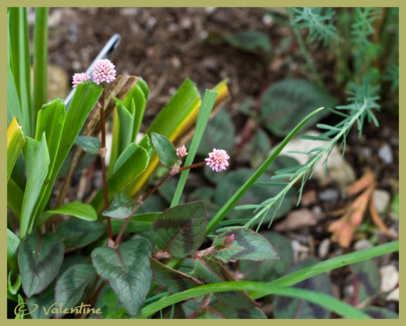 Polygonum capitatum... CAMASSIA !!! PolygonumCapitatum100915_32RM