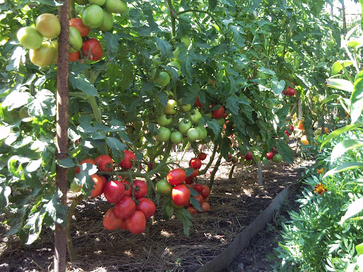 تعالو شوفو اشجار الطماطم %D0%A4%D0%BE%D1%82%D0%BE1061