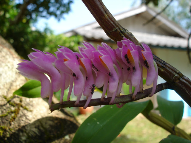 Orchidees thailandaises... DSC06782