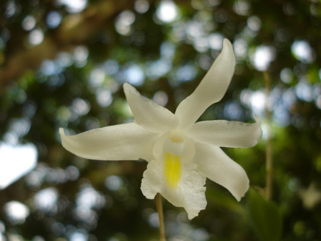 Orchidees thailandaises... DSC06777