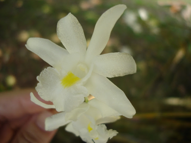 Orchidees thailandaises... DSC06776