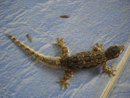 gecko thailandais DSC02728