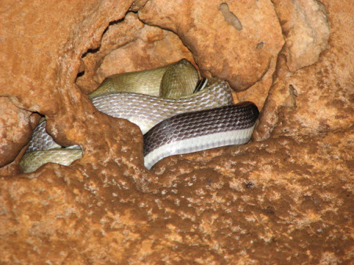 serpent de grotte IMG_1530