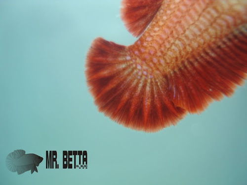 Algunos de mis bettas 6516546