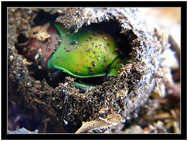 [Suivi ] Eudicella aethiopica Eudicella%20aethiopica%2005