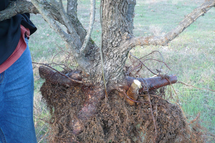 A couple new collected wingled elms fro Oklahoma P1030954