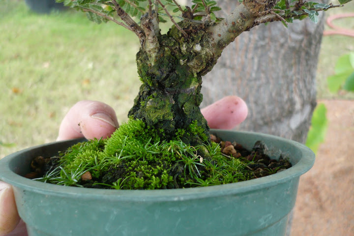 Oklahoma collected winged elm-First work P1020990