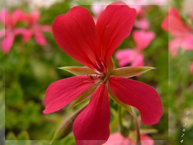 le printemps est là... les géraniums aussi Fleur%20de%20g%C3%A9ranium