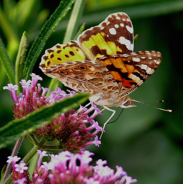 papillon P1160640%202