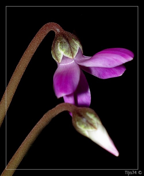 cyclamen au 50mm IMGP2234%202