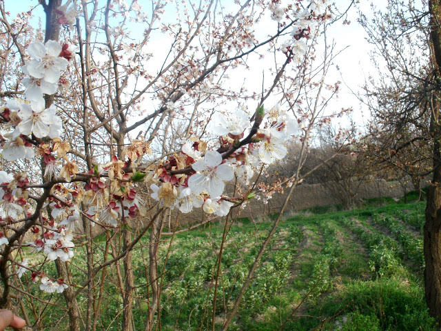 L'arbre d'abricotier شجرة المشمش GEDC4443