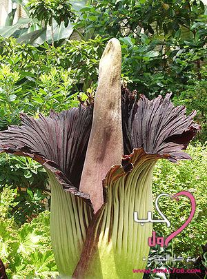 زهرة لا تتفتح الا كل 6 سنوات مرة (صور) 300px-Titan-arum2web