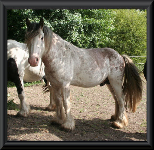 Visite aux Chevaux de Tan! 48