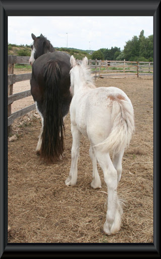 Visite aux Chevaux de Tan! 2