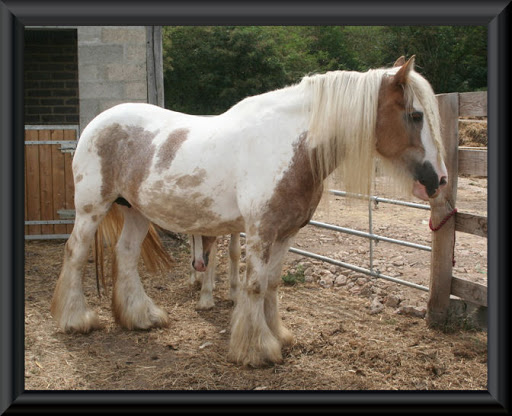 Visite aux Chevaux de Tan! 9