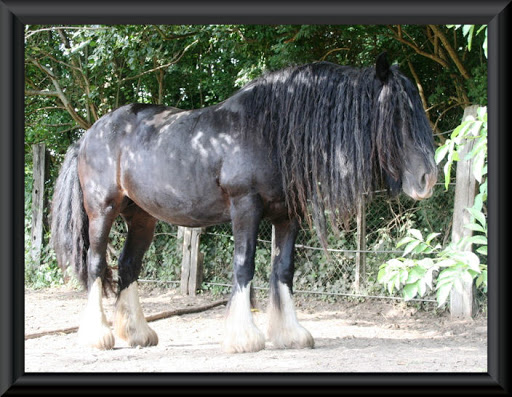 Visite aux Chevaux de Tan! 83