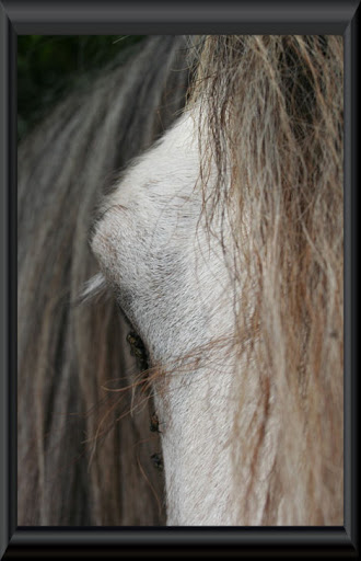 Visite aux Chevaux de Tan! 62