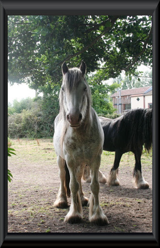 Visite aux Chevaux de Tan! 67