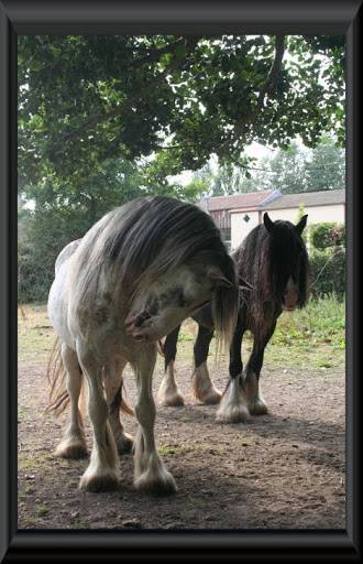 Visite aux Chevaux de Tan! 69