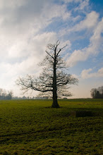 Challenge de Janvier : Végétal - fin le 26/01 à 20h00 - Page 6 Arbre