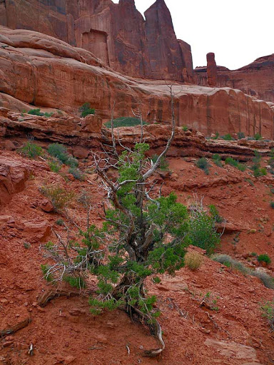 ¿Quien se viene a recuperar..? Capitol_Reef06