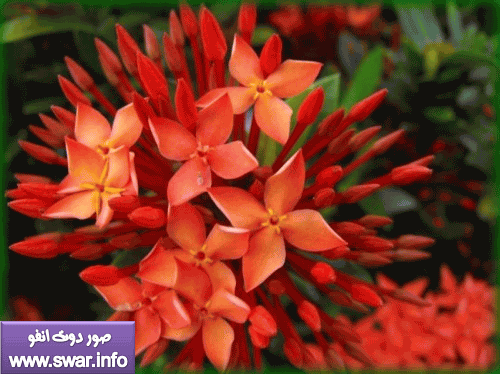 صور أجمل زهور العالم | صور لاحلى الزهور فى العالم | زهور جميله 555579936_5d6b123456_o-500x374