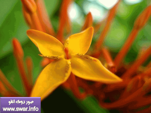 صور أجمل زهور العالم | صور لاحلى الزهور فى العالم | زهور جميله Ixo5-500x374
