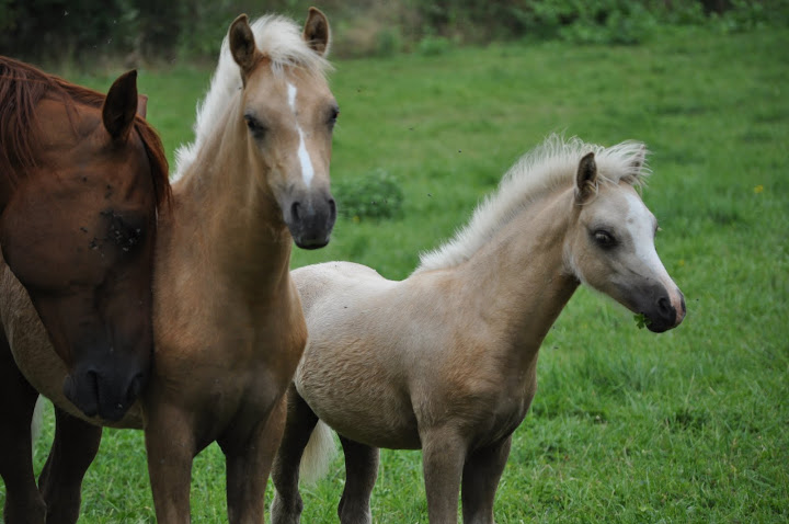 Poneys "Welsh A" (et K) - Page 2 DSC_0316