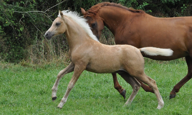 Poneys "Welsh A" (et K) - Page 2 DSC_0375