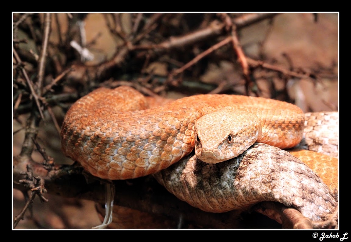 Another Photothread of Peter Zürcher´s great Zoo Macrovipera1