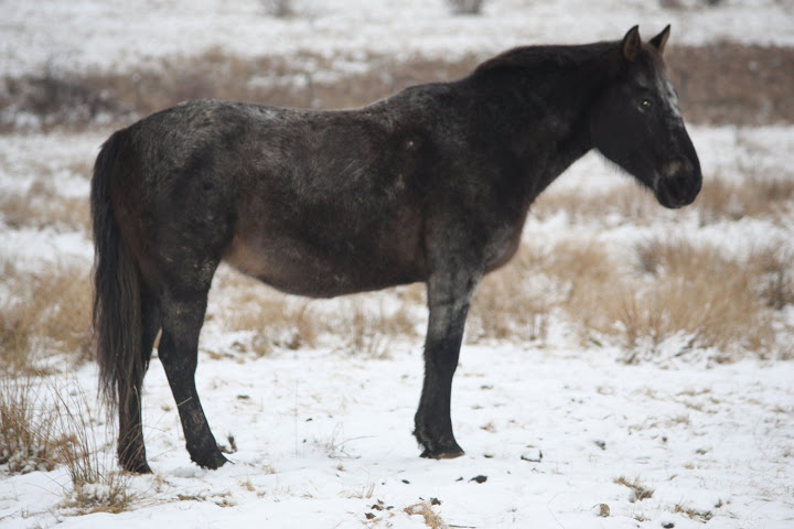 A vendre jument appaloosa... 072