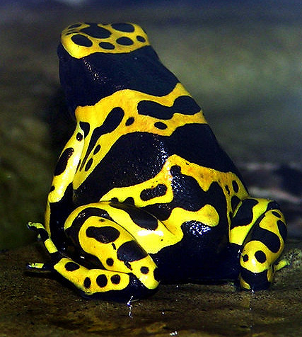 Những Sinh Vật Nguy Hiểm Nhất 483px-Yellow-banded.poison.dart.frog.arp