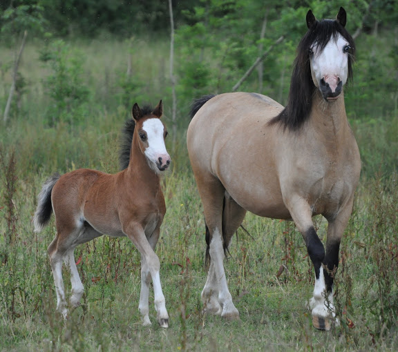 Poneys "Welsh A" (et K) - Page 3 DSC_0415